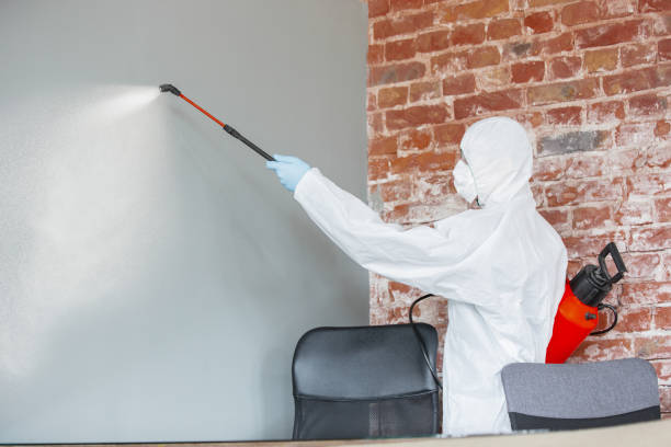 Best Basement Mold Removal  in Flatonia, TX