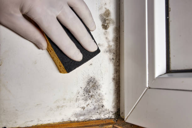 Best Crawl Space Mold Remediation  in Flatonia, TX